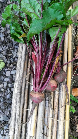 Beetroot grown by Paul at the Glyncoli Allotment Beetroot grown by Paul at the Glyncoli Allotment